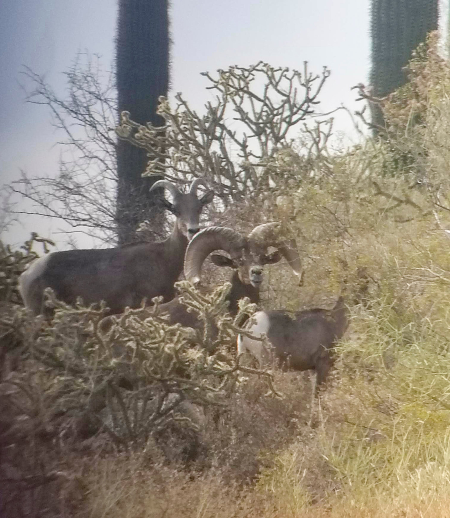 Desert bighorn sheep among cactus and dense desert vegetation