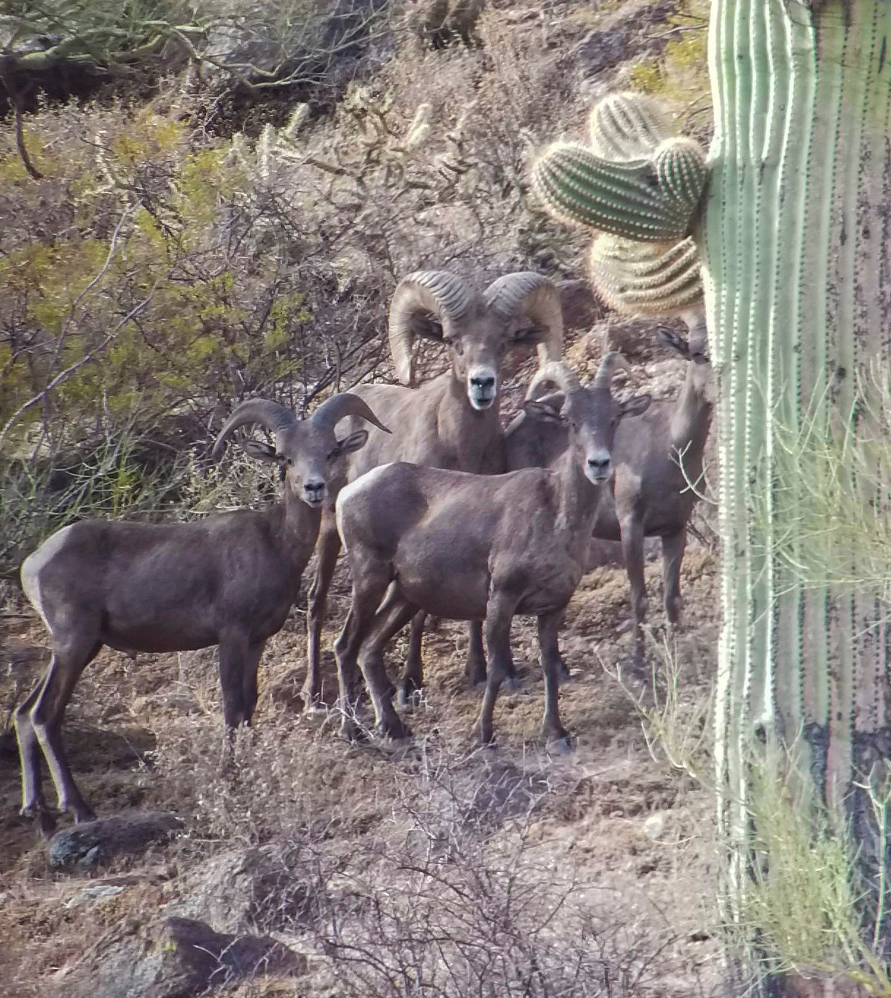 A group of desert bighorn sheep standing among saguaros and desert vegetation