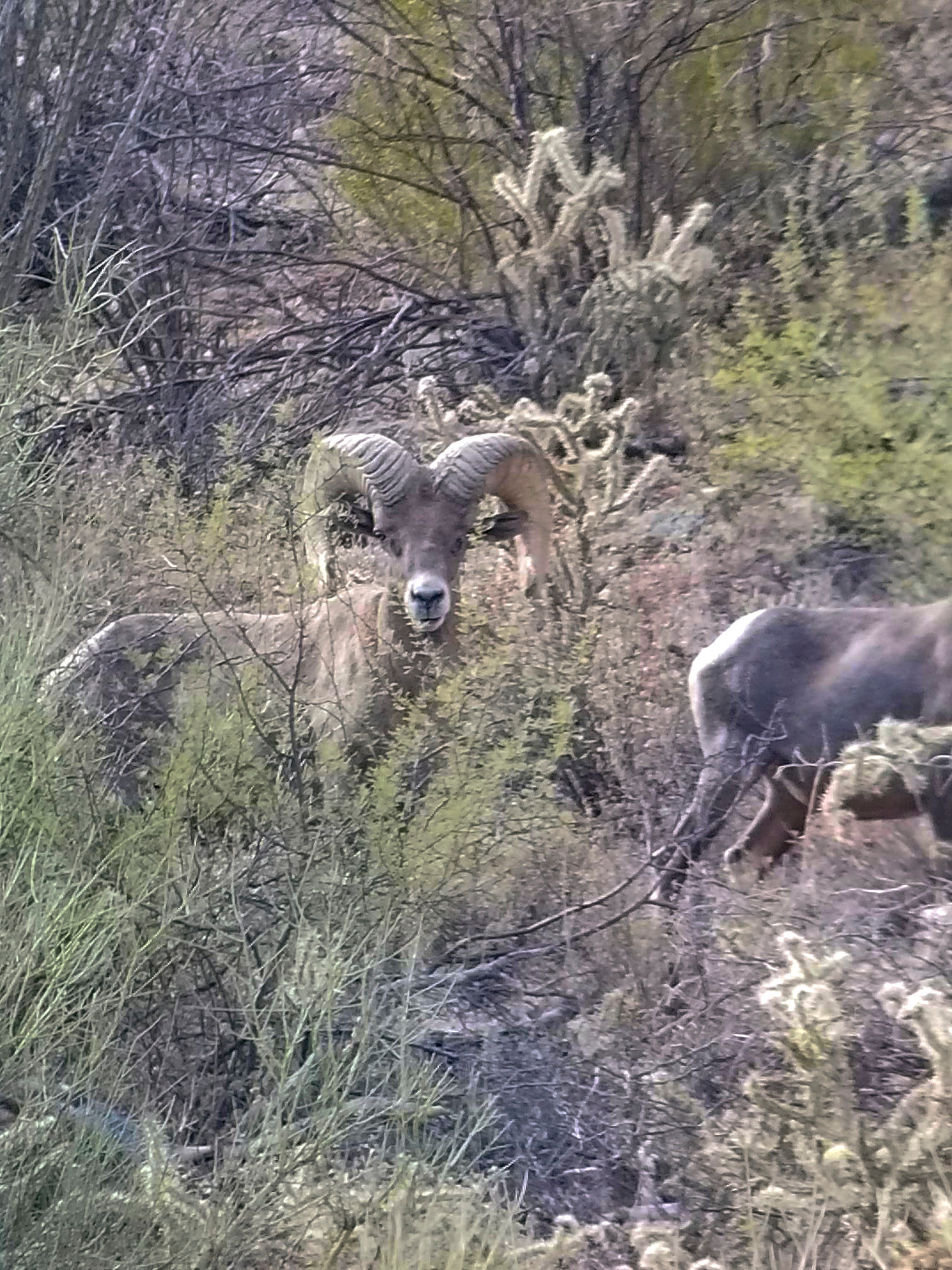 Two desert bighorn rams moving through dense desert vegetation