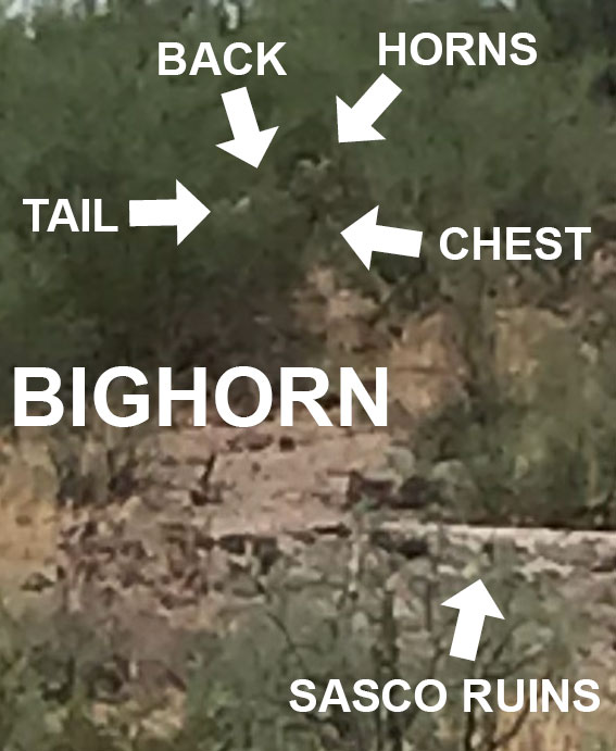 Cropped annotated view identifying the back, horns, tail, and chest of a reported bighorn sheep near Sasco ruins