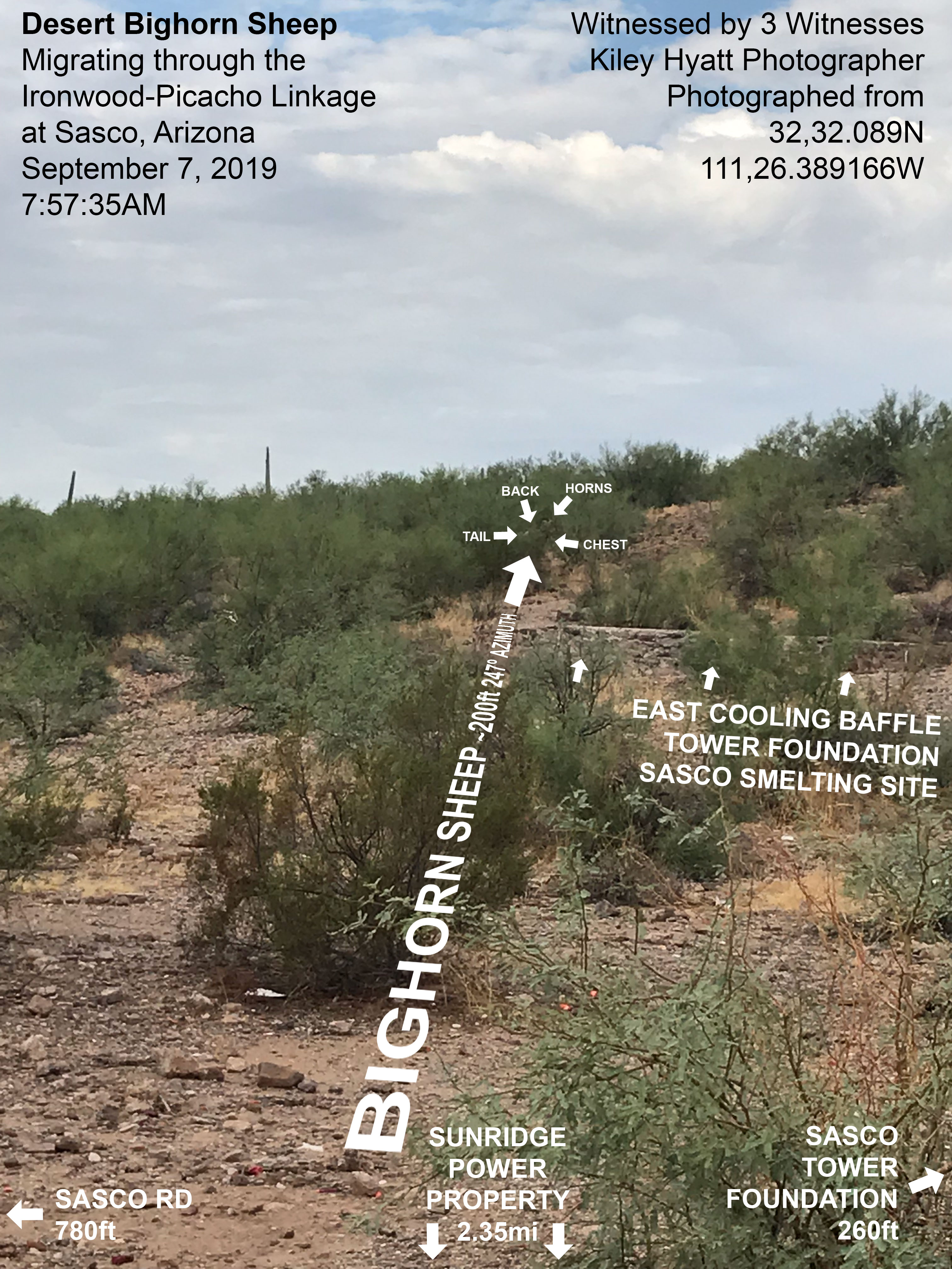 Annotated Sasco photograph labeling a distant bighorn sheep, ruins, road, and proposed Sunridge direction