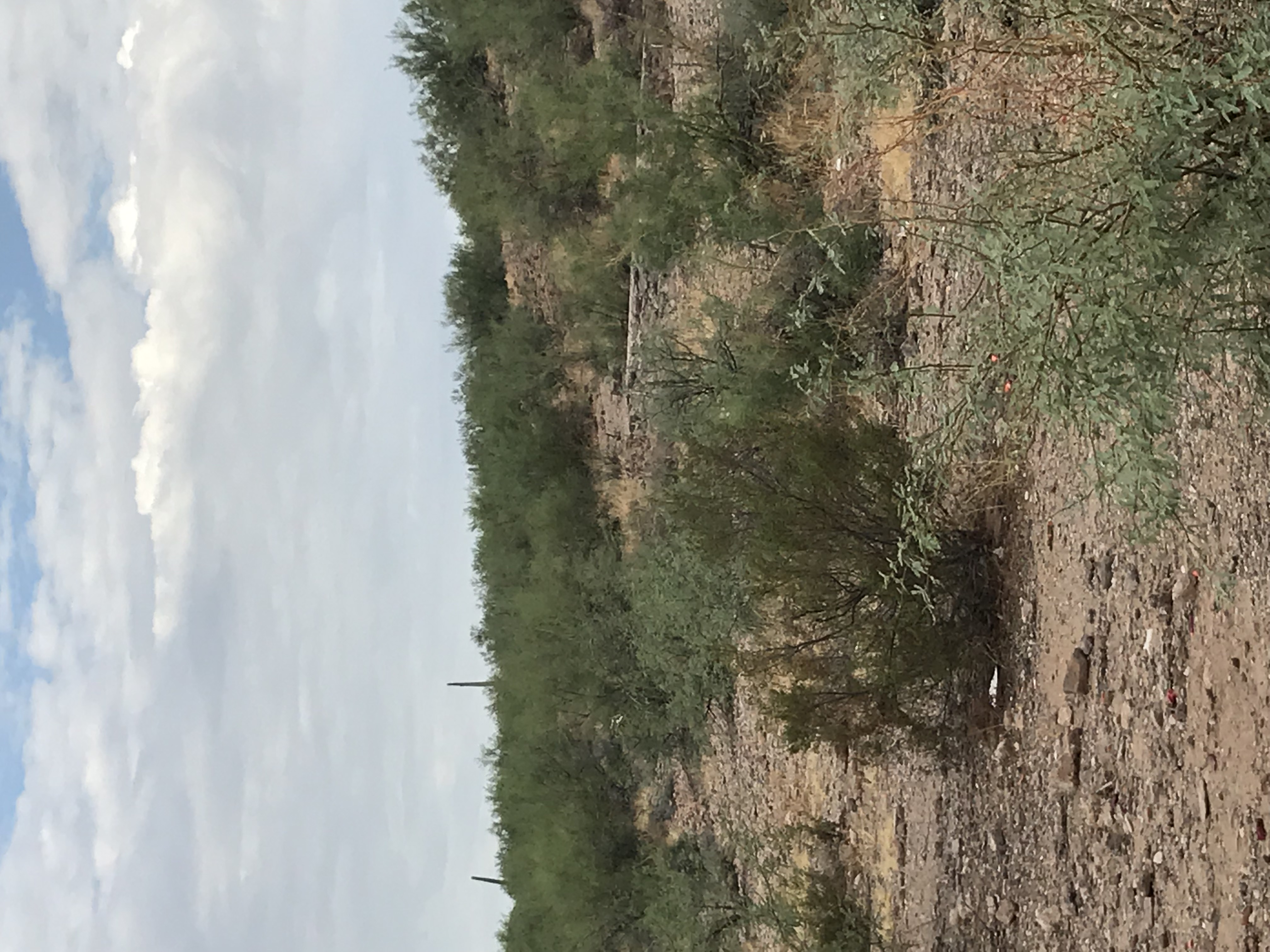 Unlabeled wide photograph of desert vegetation and Sasco ruins with a distant bighorn sheep